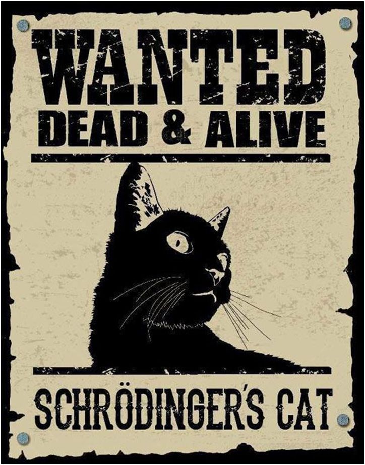 chat de Schrödinger