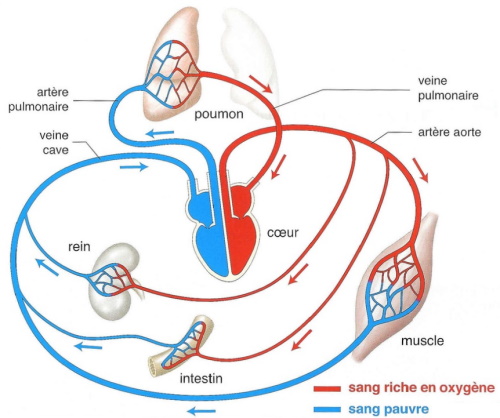 circulation sanguine