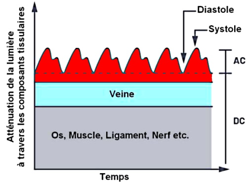 signal pulsatile